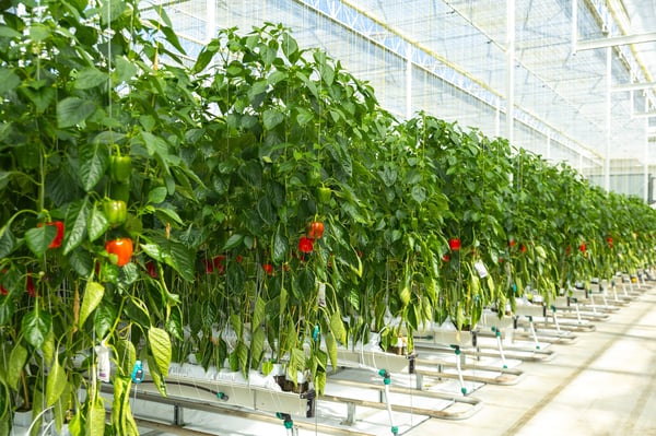 Transforming food production with advanced greenhouse technology